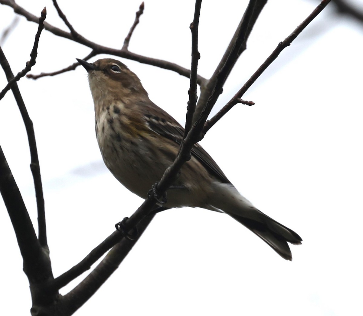 Yellow-rumped Warbler (Myrtle) - ML624125836