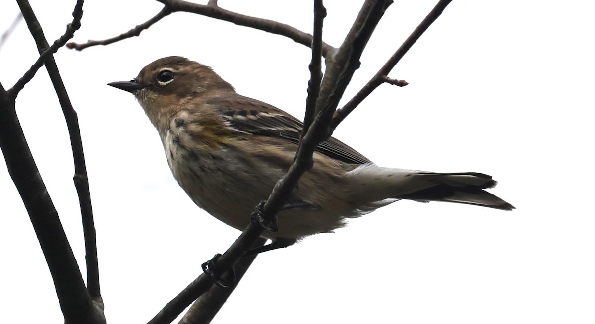 Yellow-rumped Warbler (Myrtle) - ML624125837