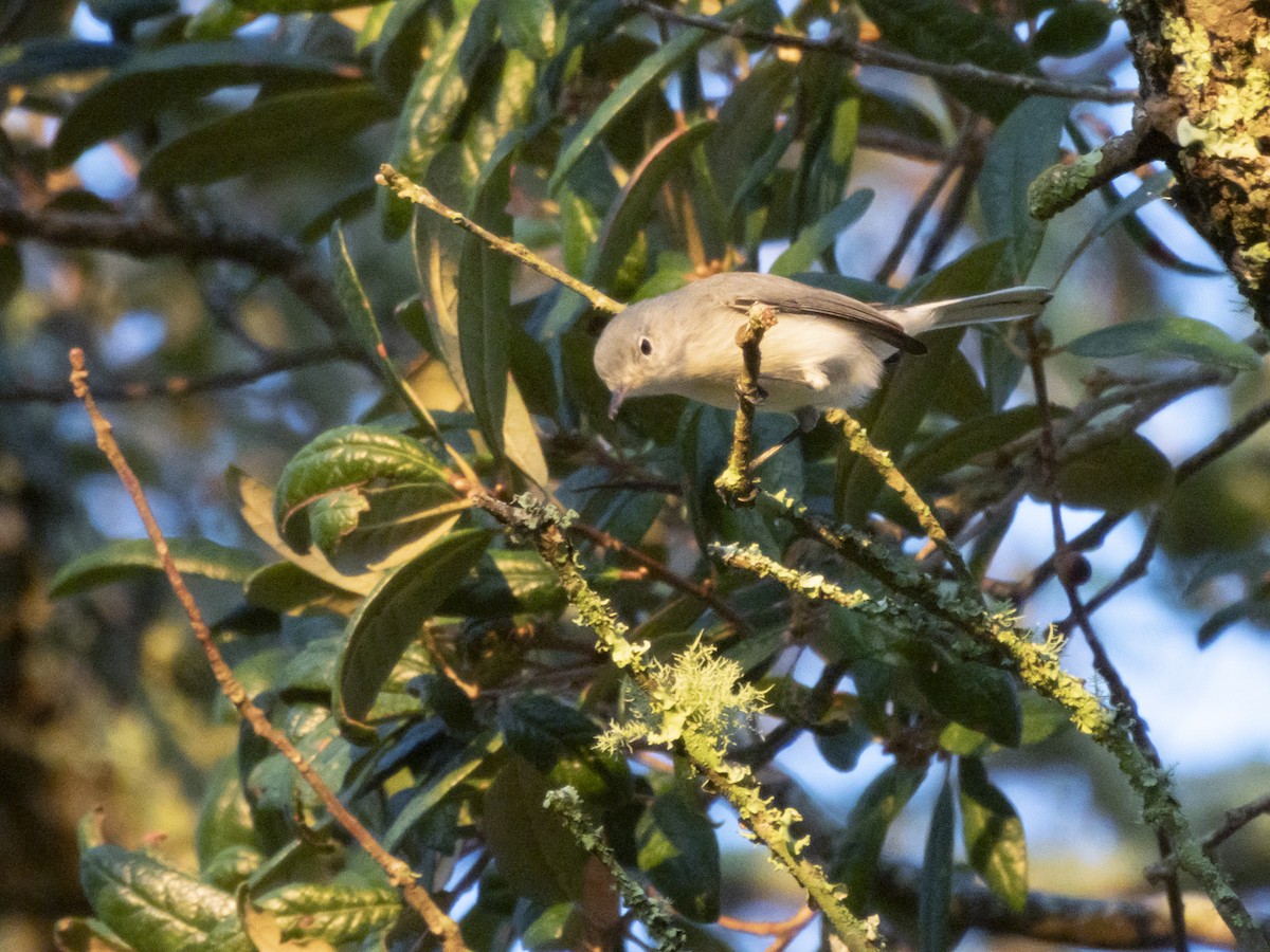 Blue-gray Gnatcatcher - ML624125840