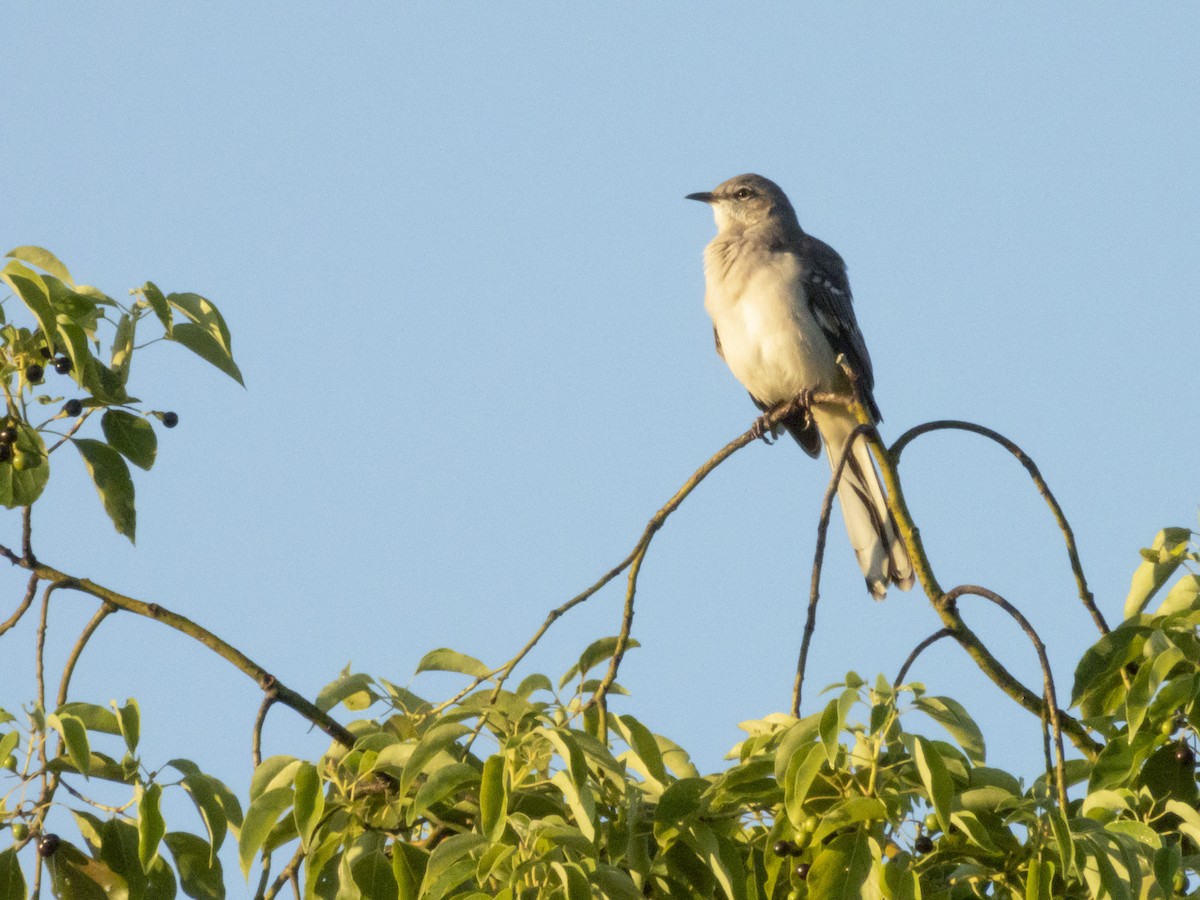 Northern Mockingbird - ML624125849