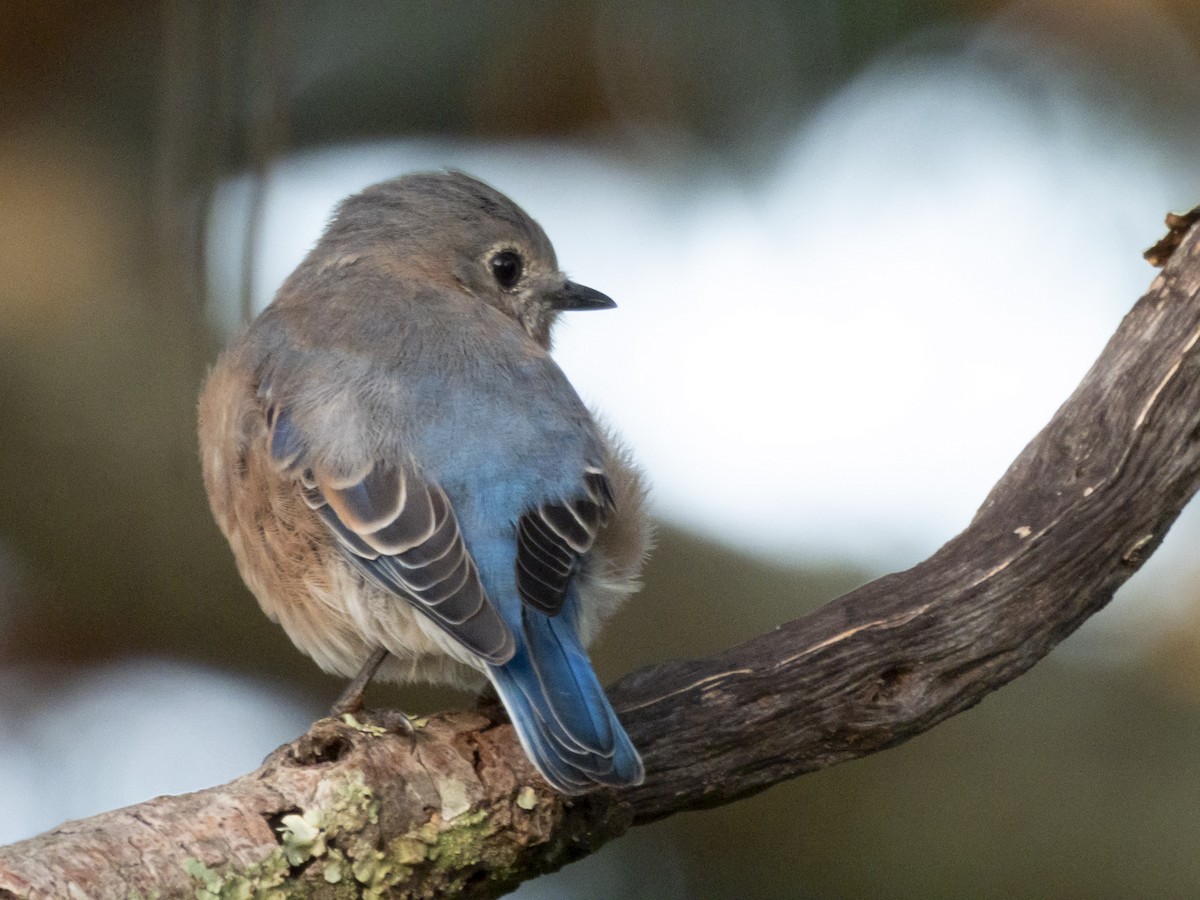 Eastern Bluebird - ML624125862