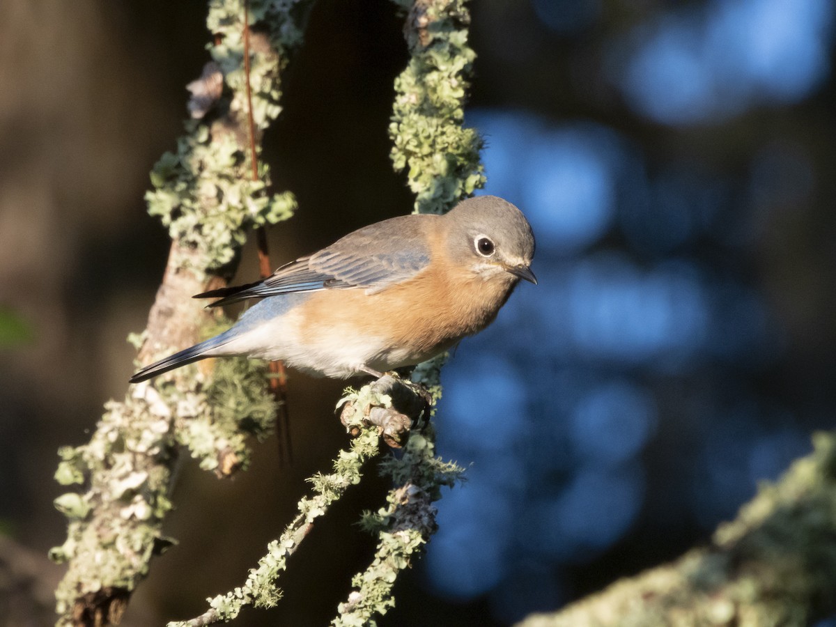 Eastern Bluebird - ML624125863