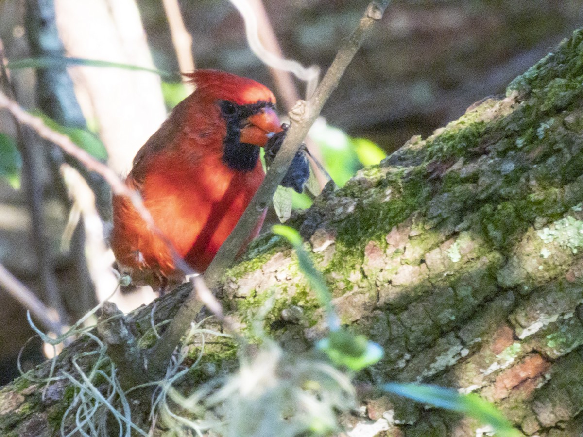 Northern Cardinal - ML624125876