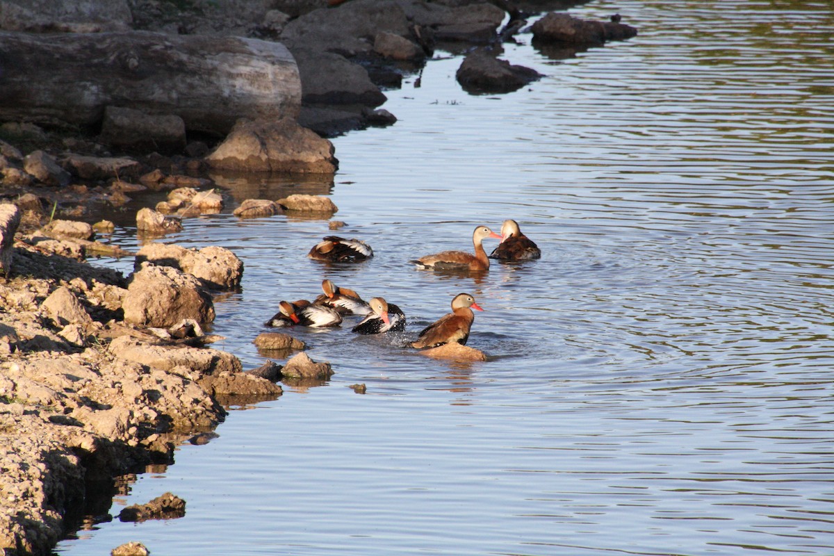 Black-bellied Whistling-Duck - ML624125889