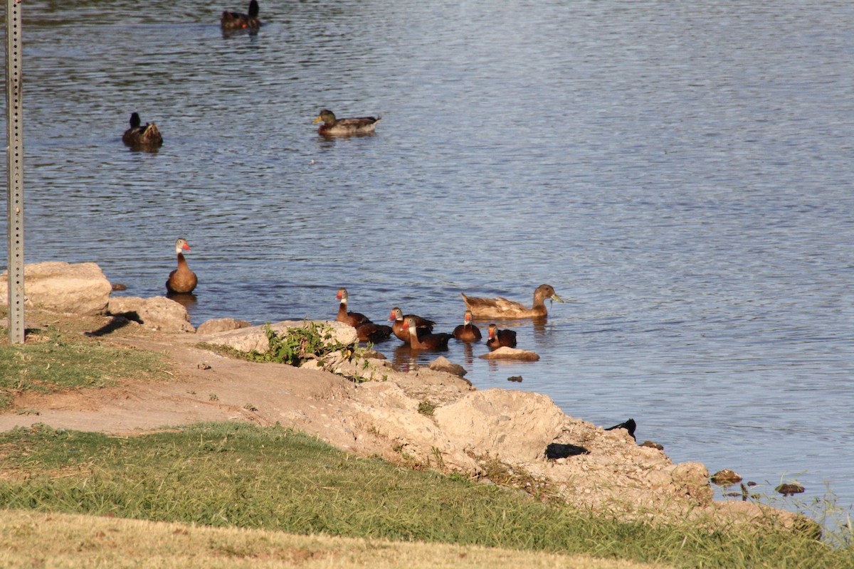 Black-bellied Whistling-Duck - ML624125891