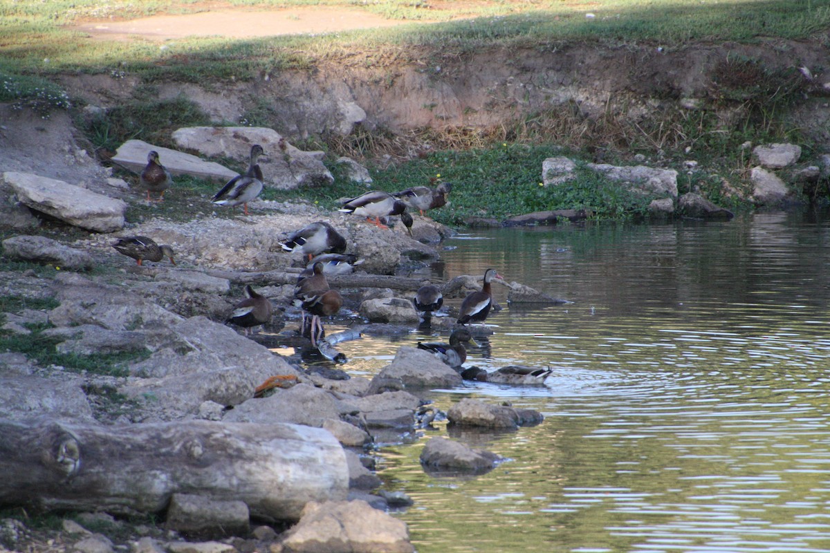 Black-bellied Whistling-Duck - ML624125892