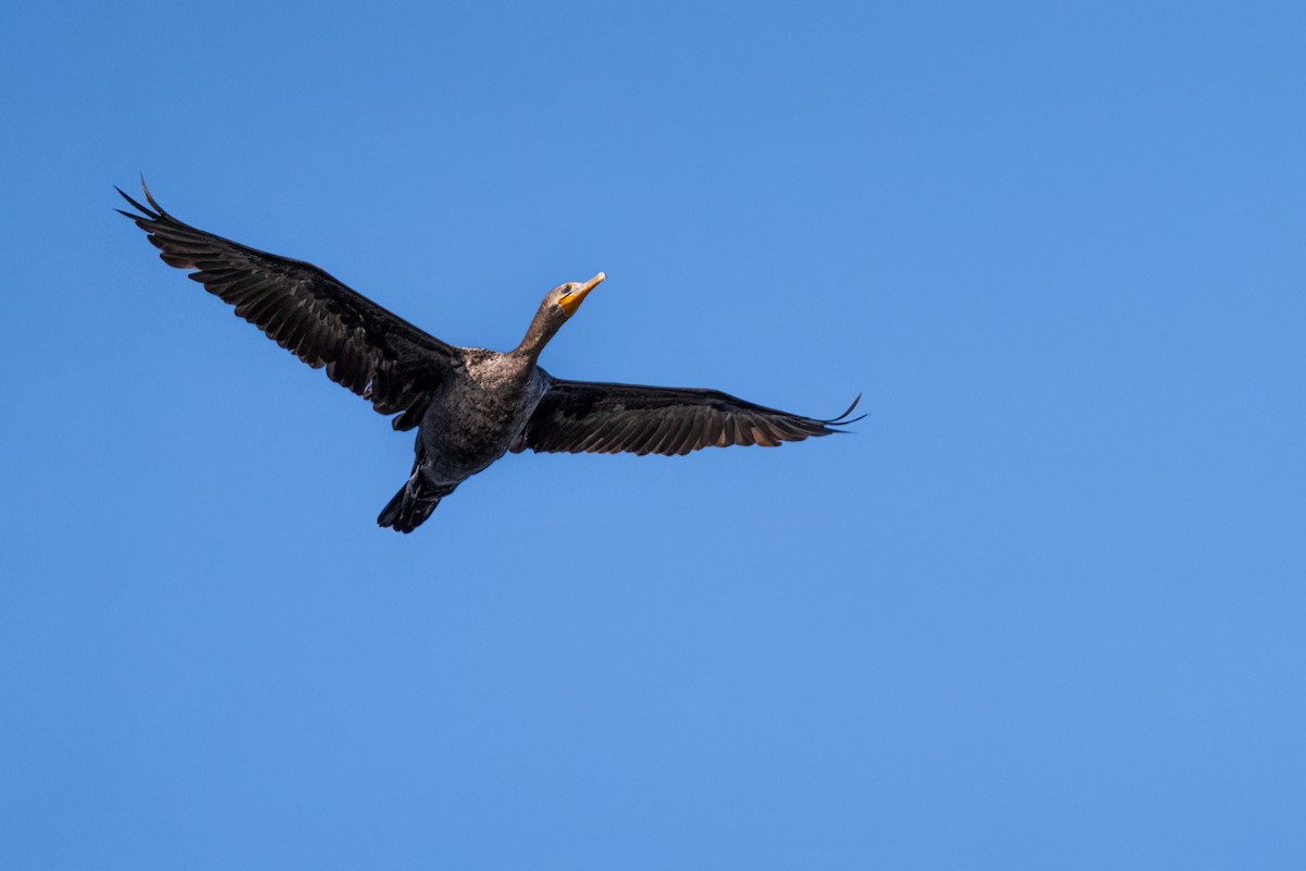 Double-crested Cormorant - ML624125912