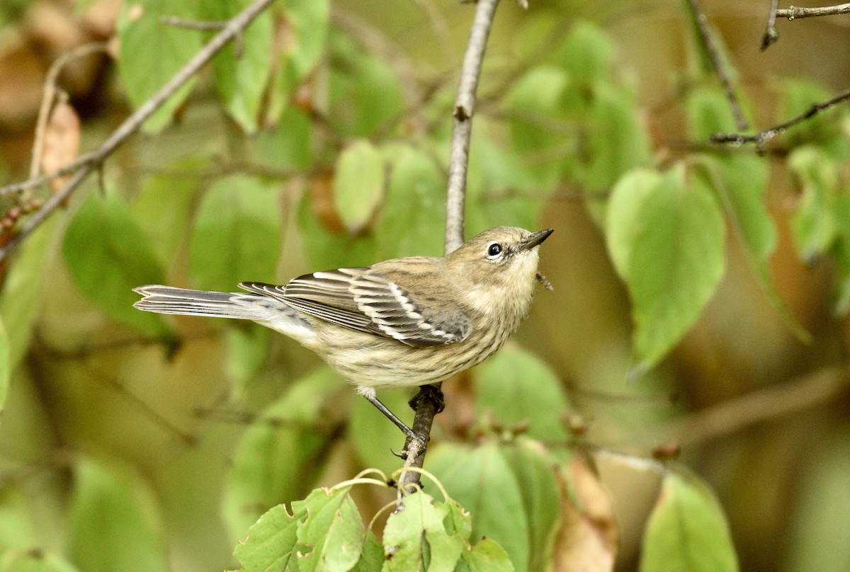 Yellow-rumped Warbler - ML624125927