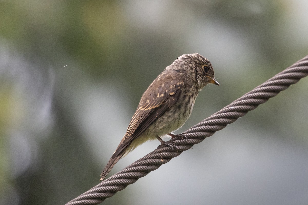 Dark-sided Flycatcher - Mikael Käll