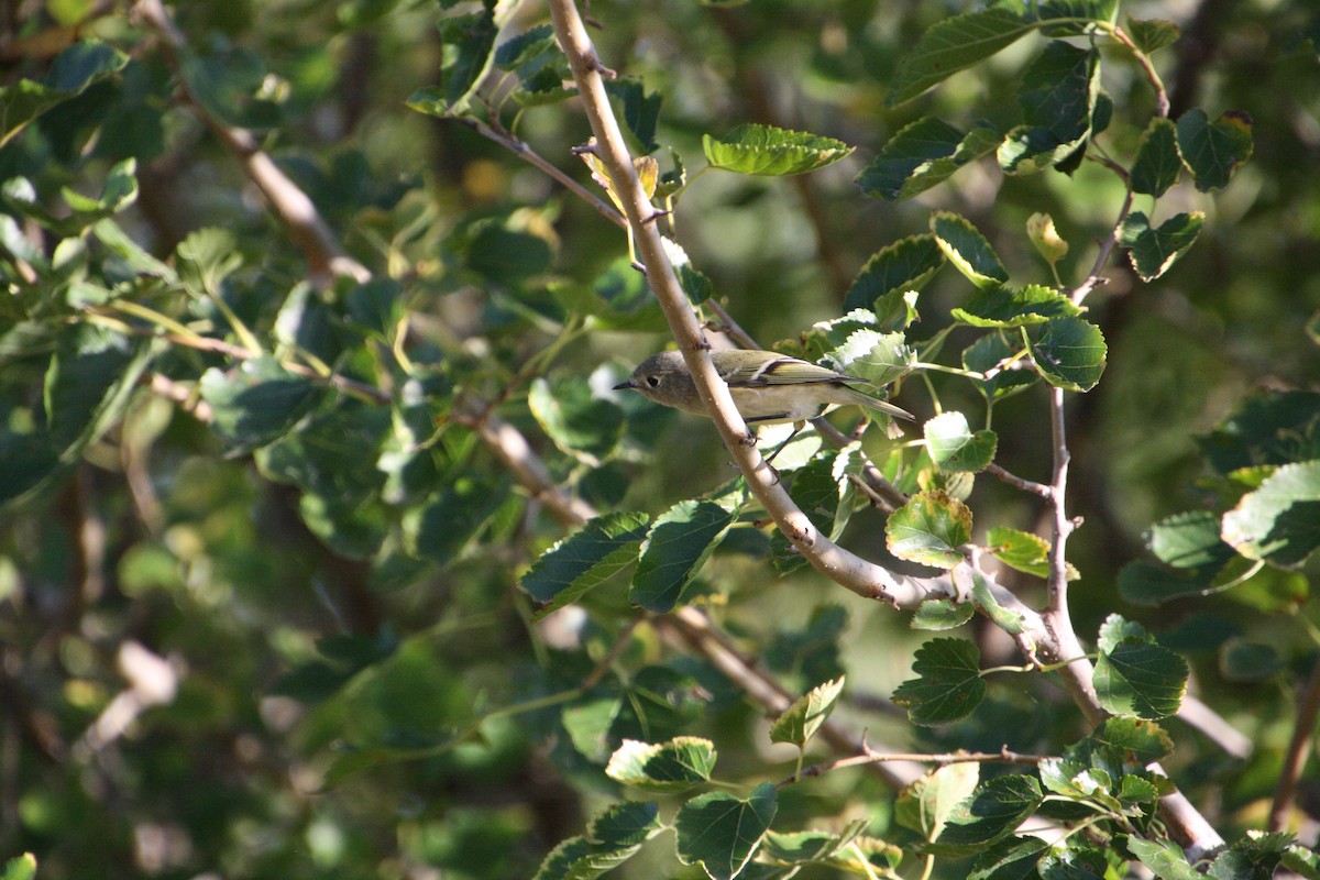 Ruby-crowned Kinglet - ML624125941