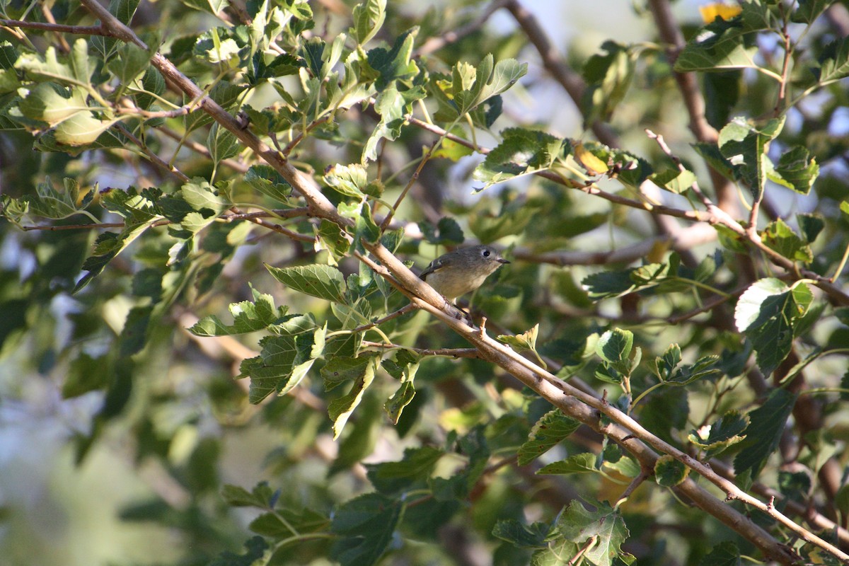 Ruby-crowned Kinglet - ML624125942