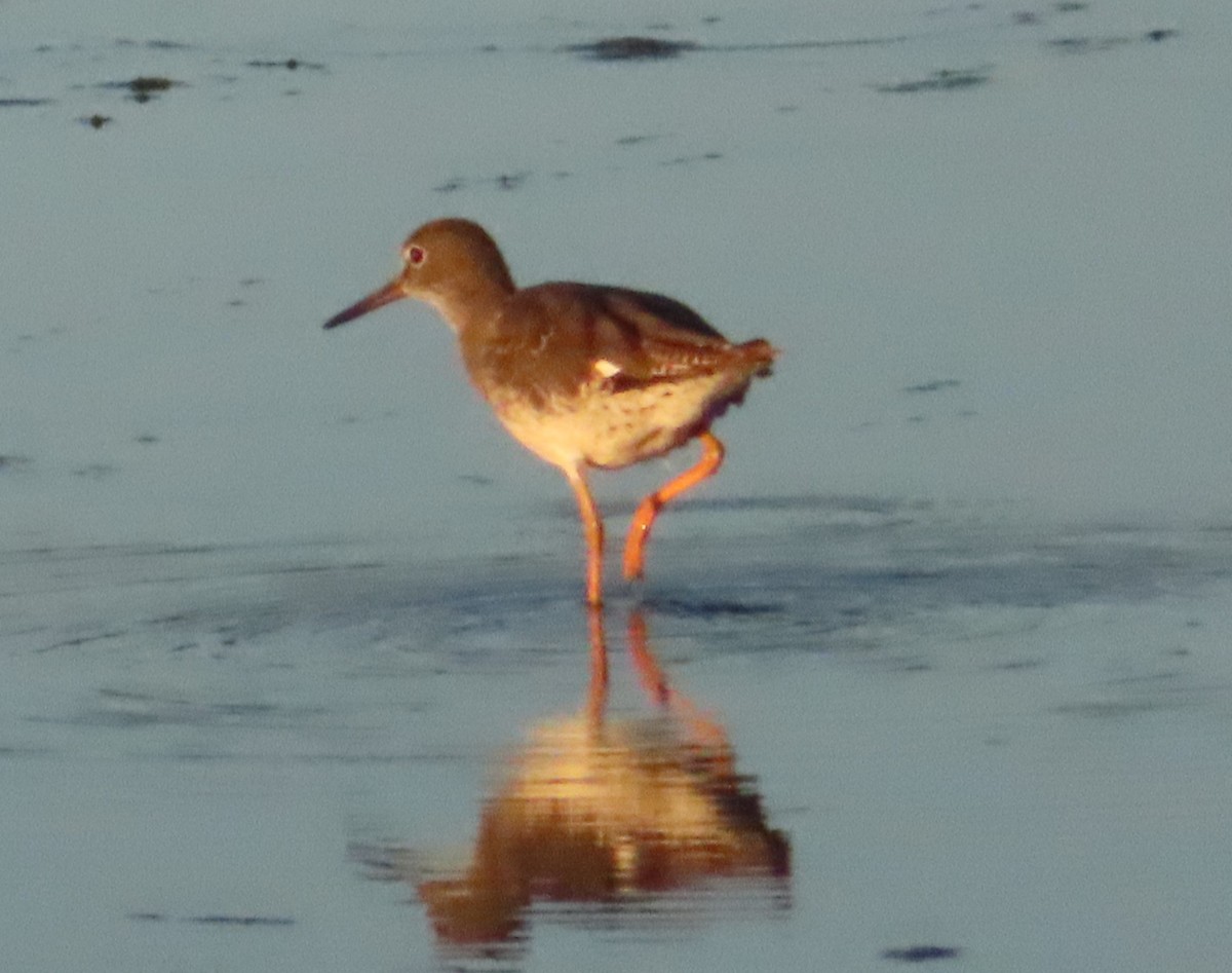 Common Redshank - ML624125947