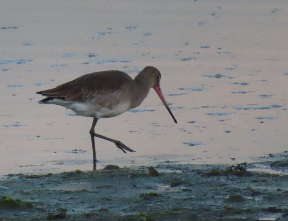 Common Redshank - ML624125948