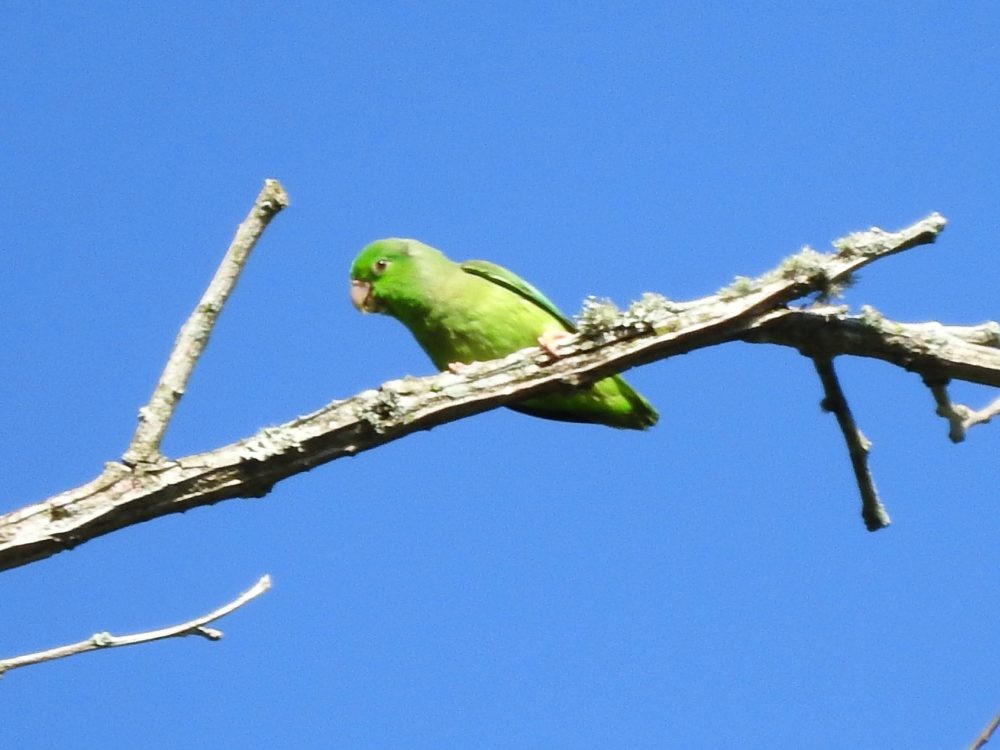 Green-rumped Parrotlet - Fernando Nunes