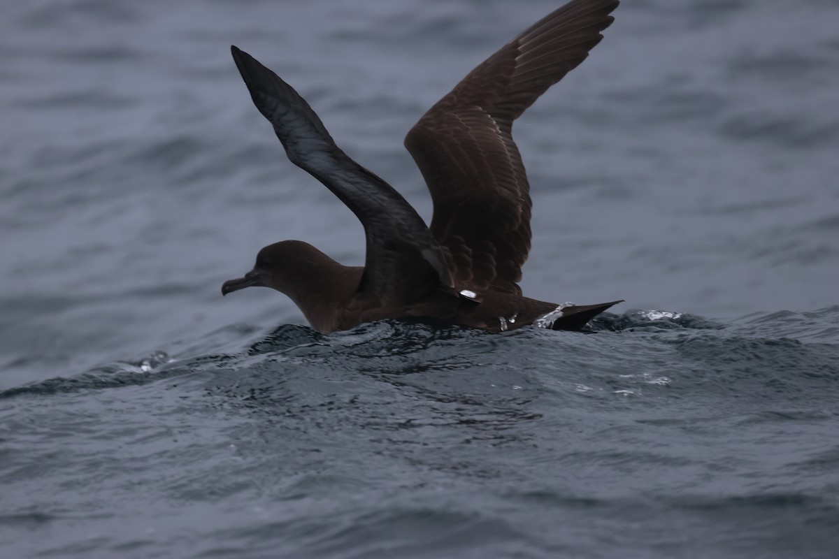 Sooty Shearwater - ML624125953