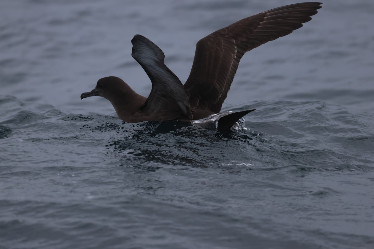 Sooty Shearwater - Katie Grice