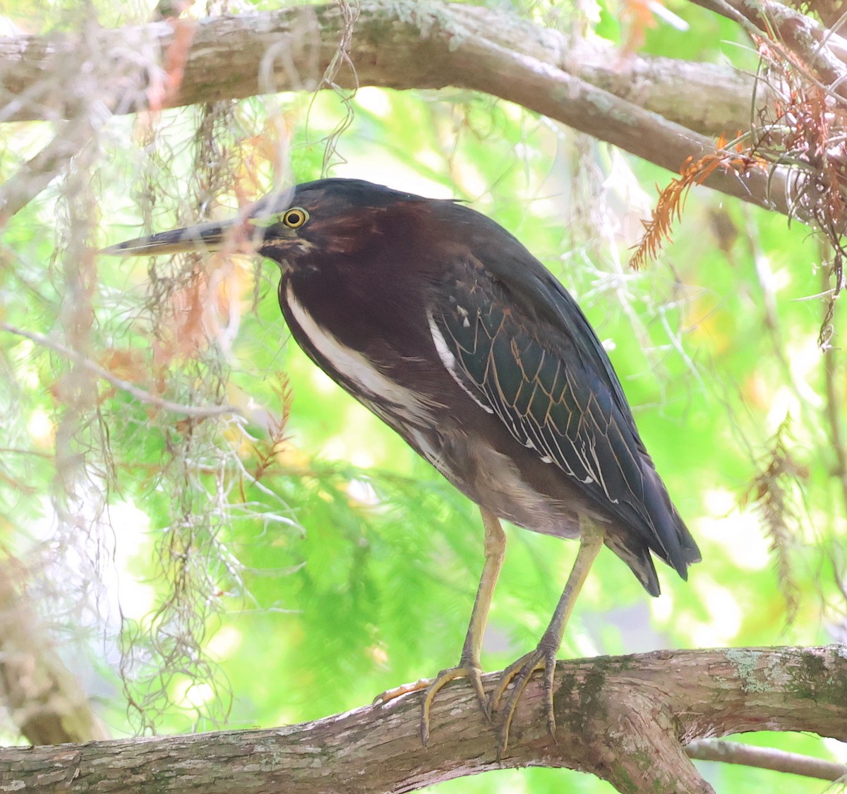 Green Heron - Bob Sicolo