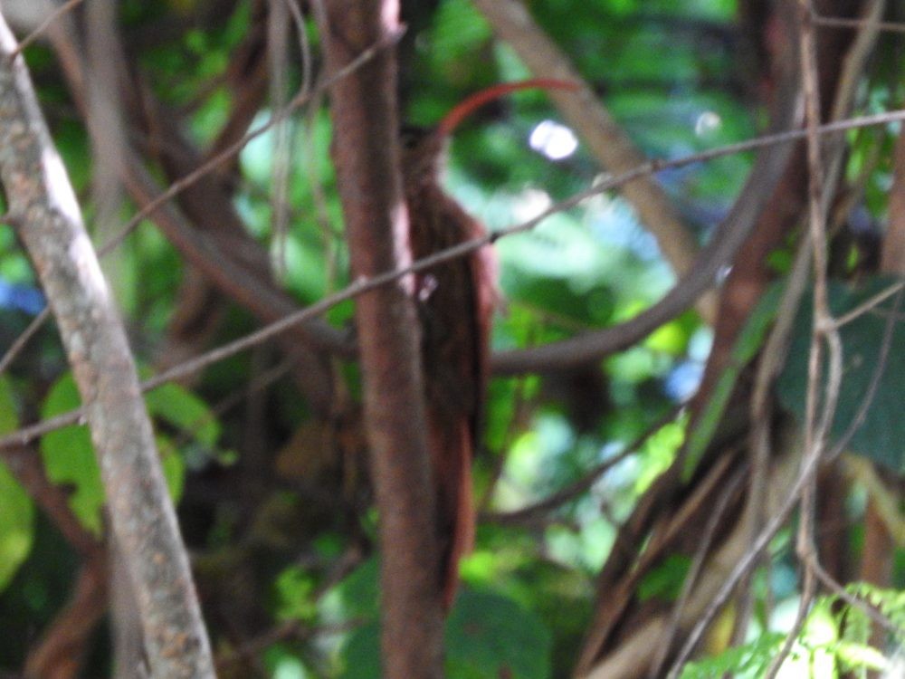 Red-billed Scythebill - ML624125975