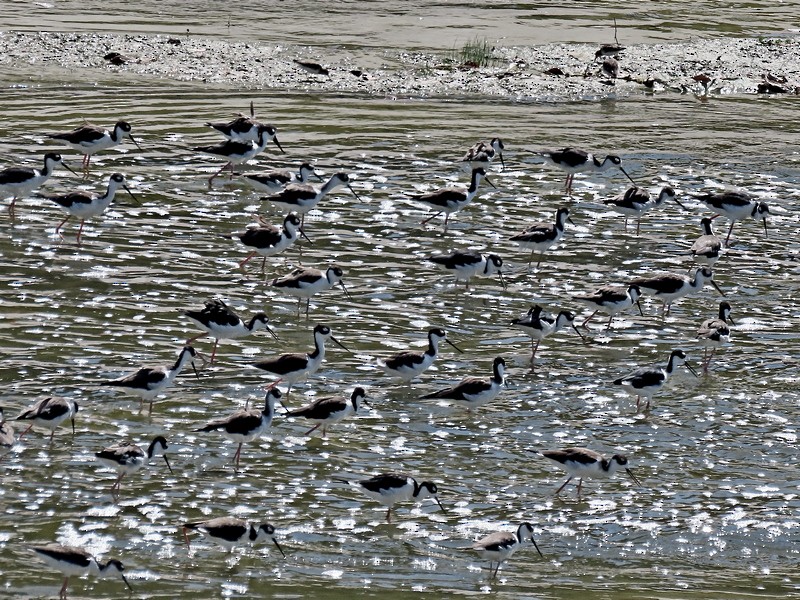 Black-necked Stilt - ML624125977