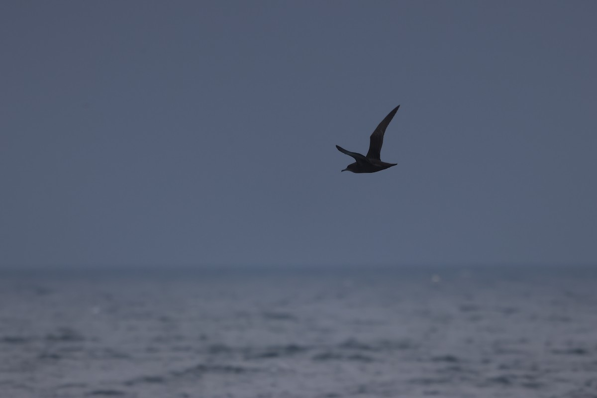 Sooty Shearwater - ML624125983