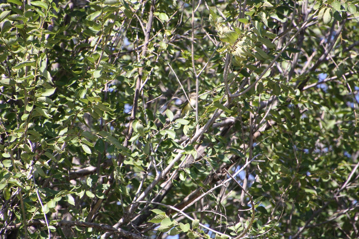 Bell's Vireo - ML624125994