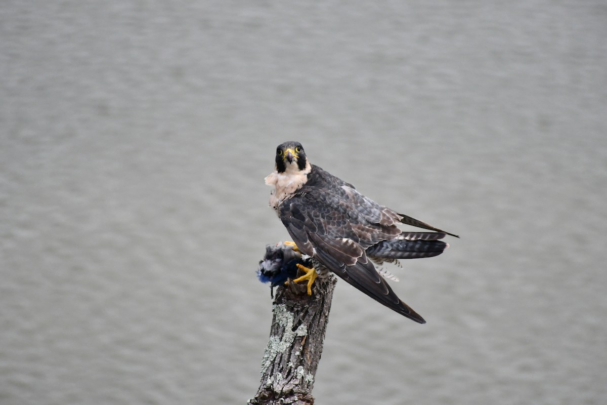 Peregrine Falcon - Brian Kenney