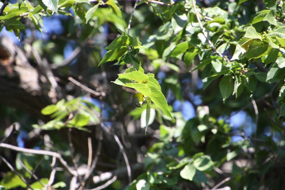 Nashville Warbler - ML624126043