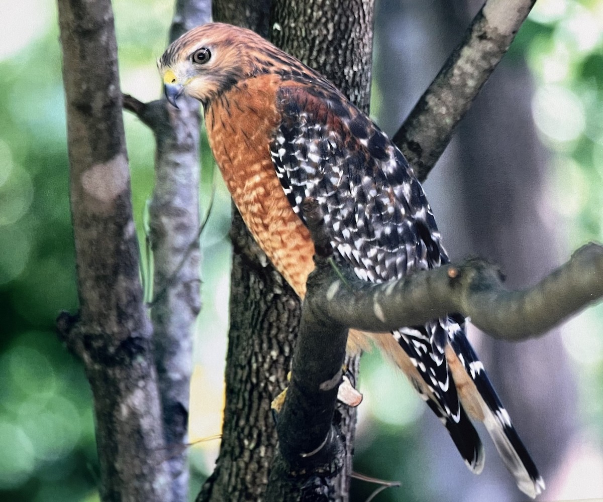 Red-shouldered Hawk - ML624126056