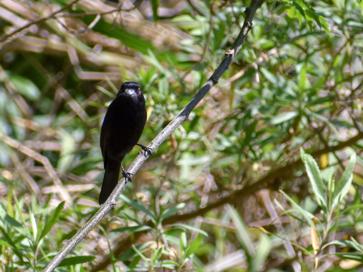 Blue-billed Black-Tyrant - Chris Peters