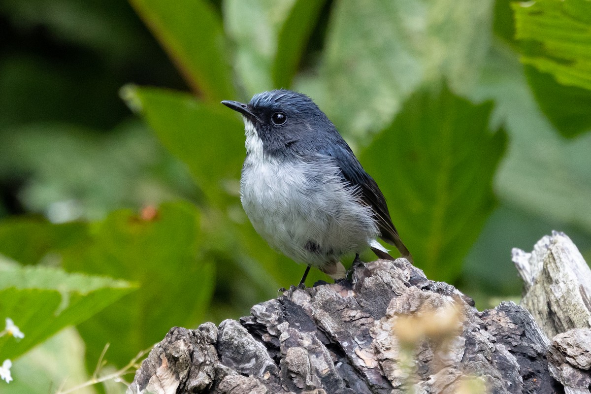 Slaty-blue Flycatcher - ML624126059