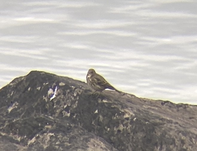 Rock Pipit - Jacob Llodra