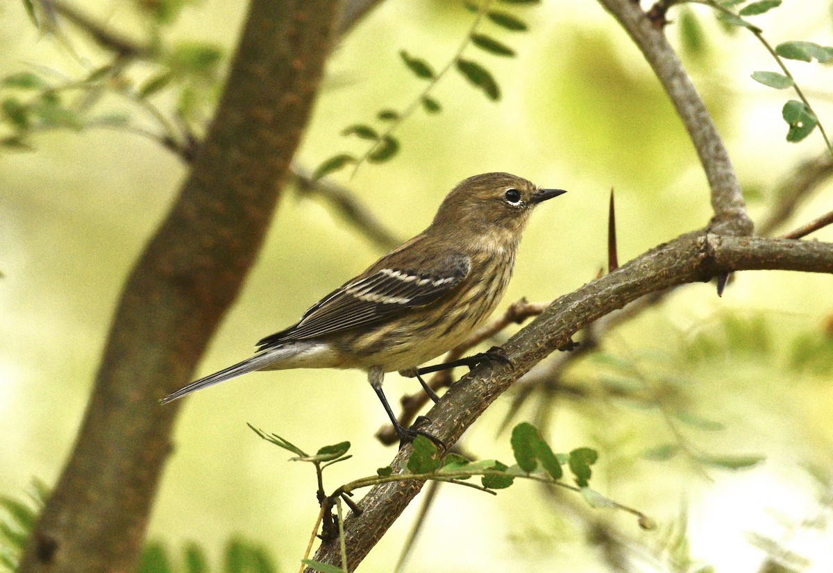 Yellow-rumped Warbler - ML624126073