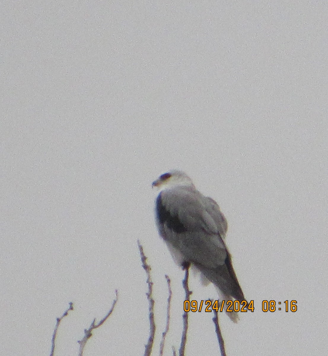 White-tailed Kite - ML624126079