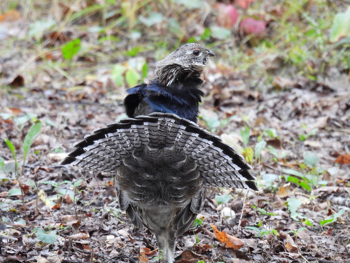 Ruffed Grouse - ML624126169