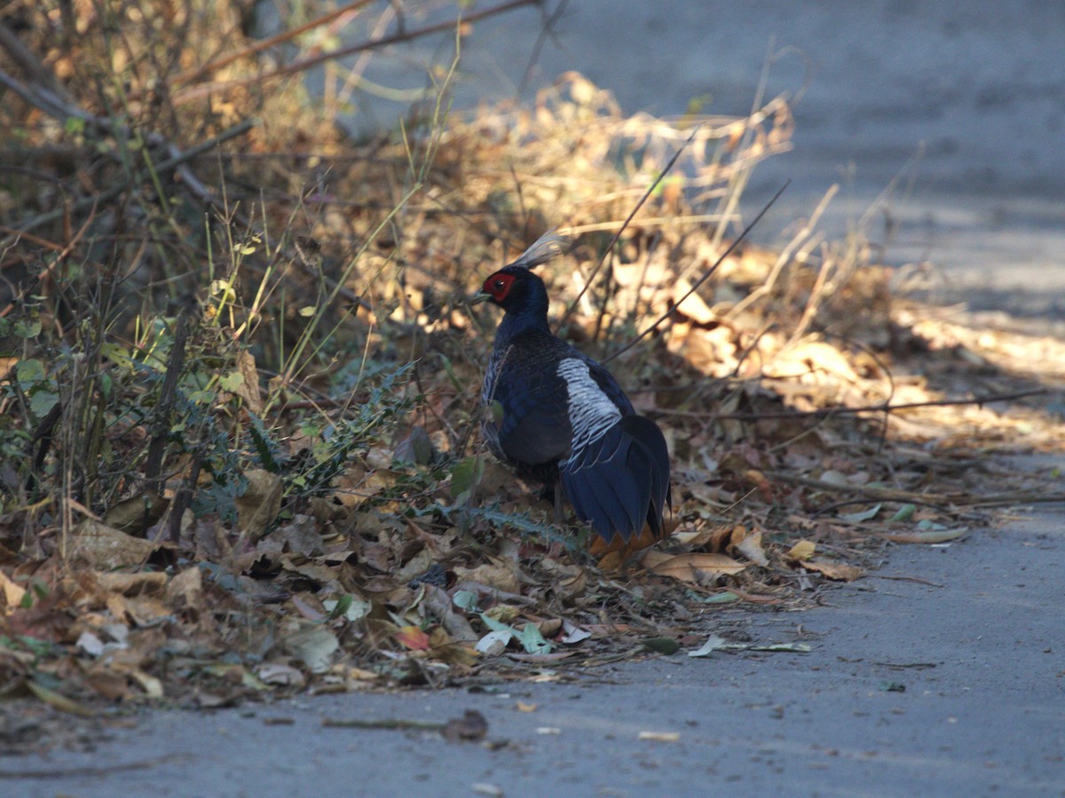 Kalij Pheasant - ML624126175