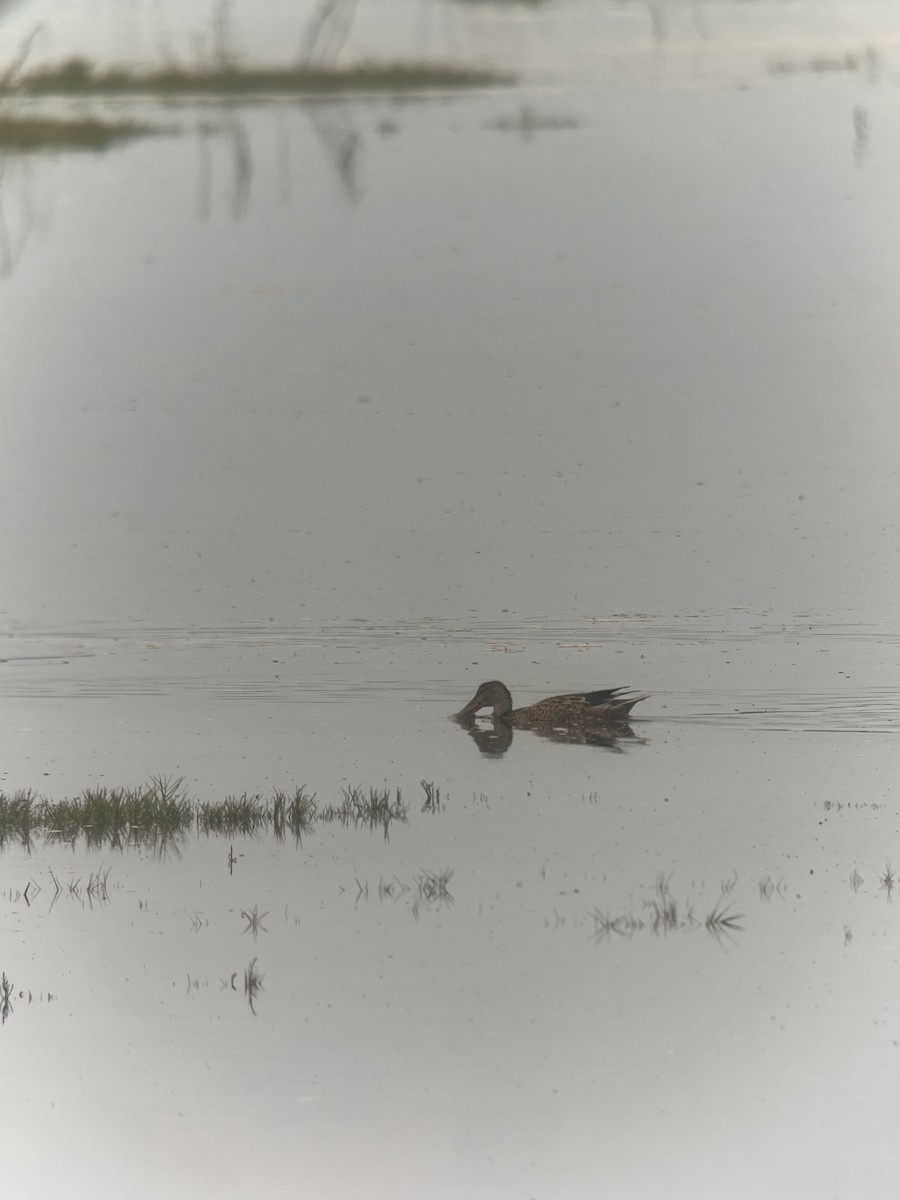 Northern Shoveler - ML624126198