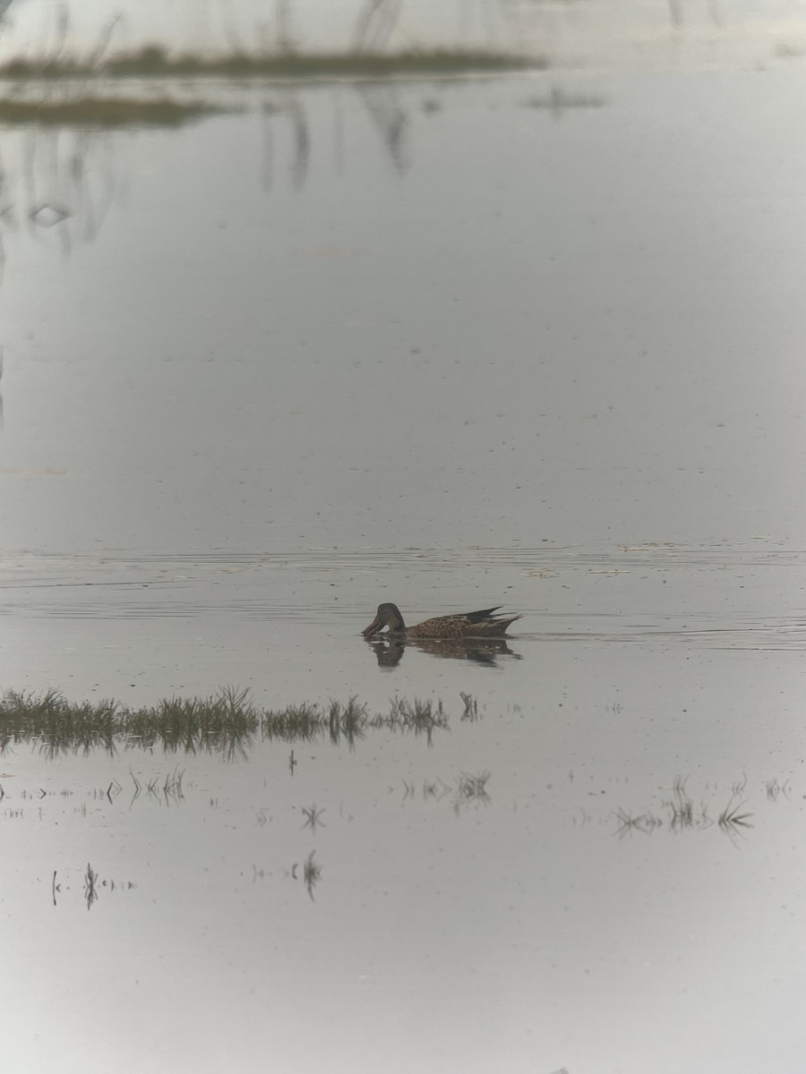 Northern Shoveler - ML624126200