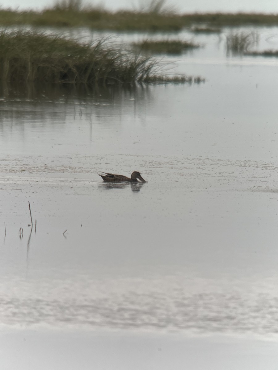 Northern Shoveler - Ann Monk