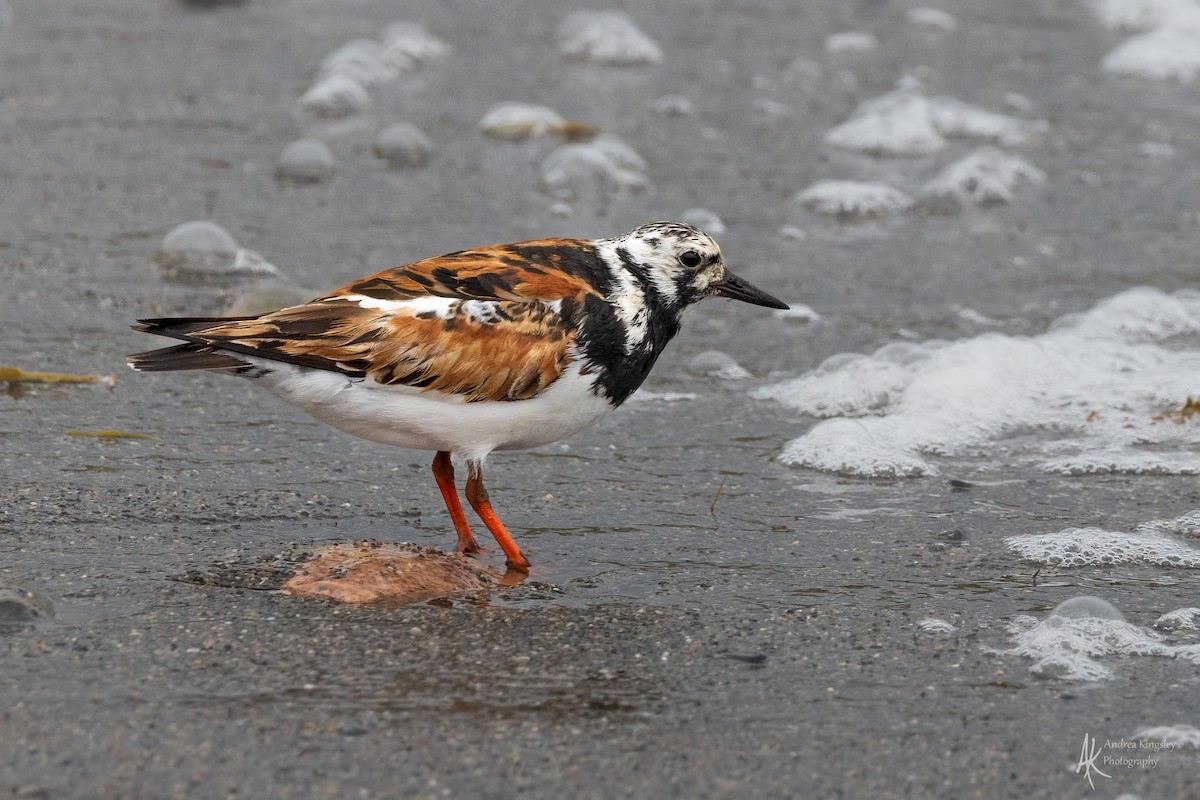 Ruddy Turnstone - ML624126204