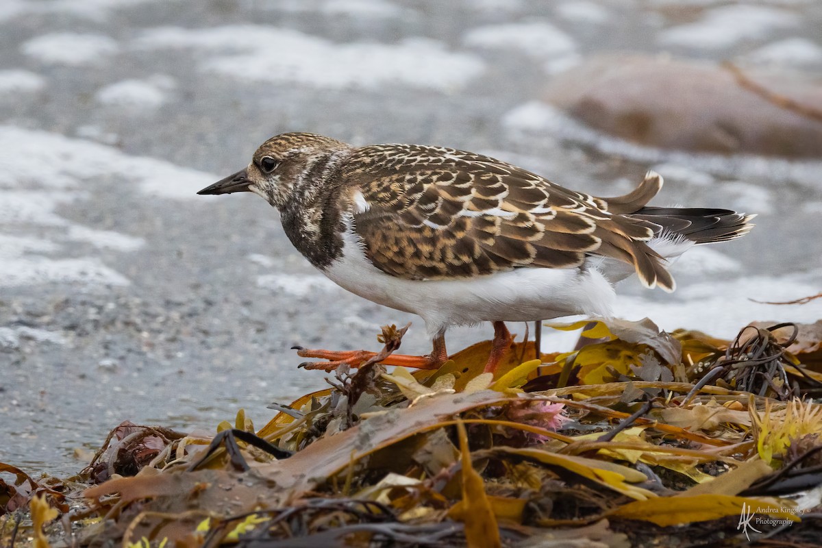 Ruddy Turnstone - ML624126205