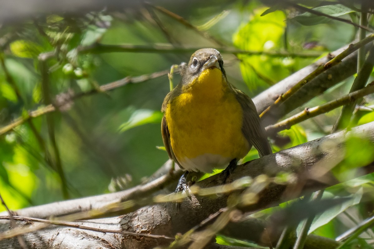 Yellow-breasted Chat - ML624126208