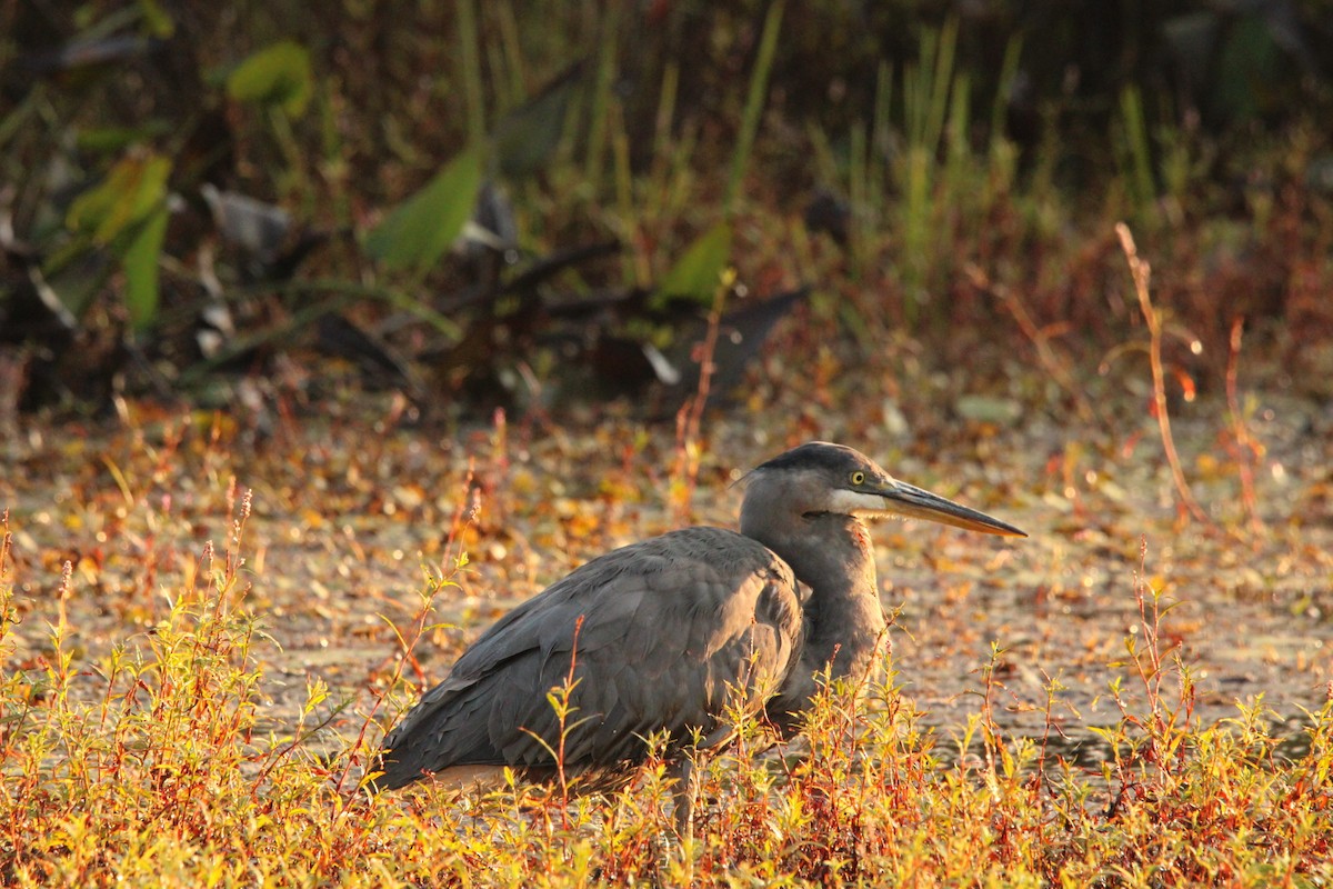 Great Blue Heron - ML624126225