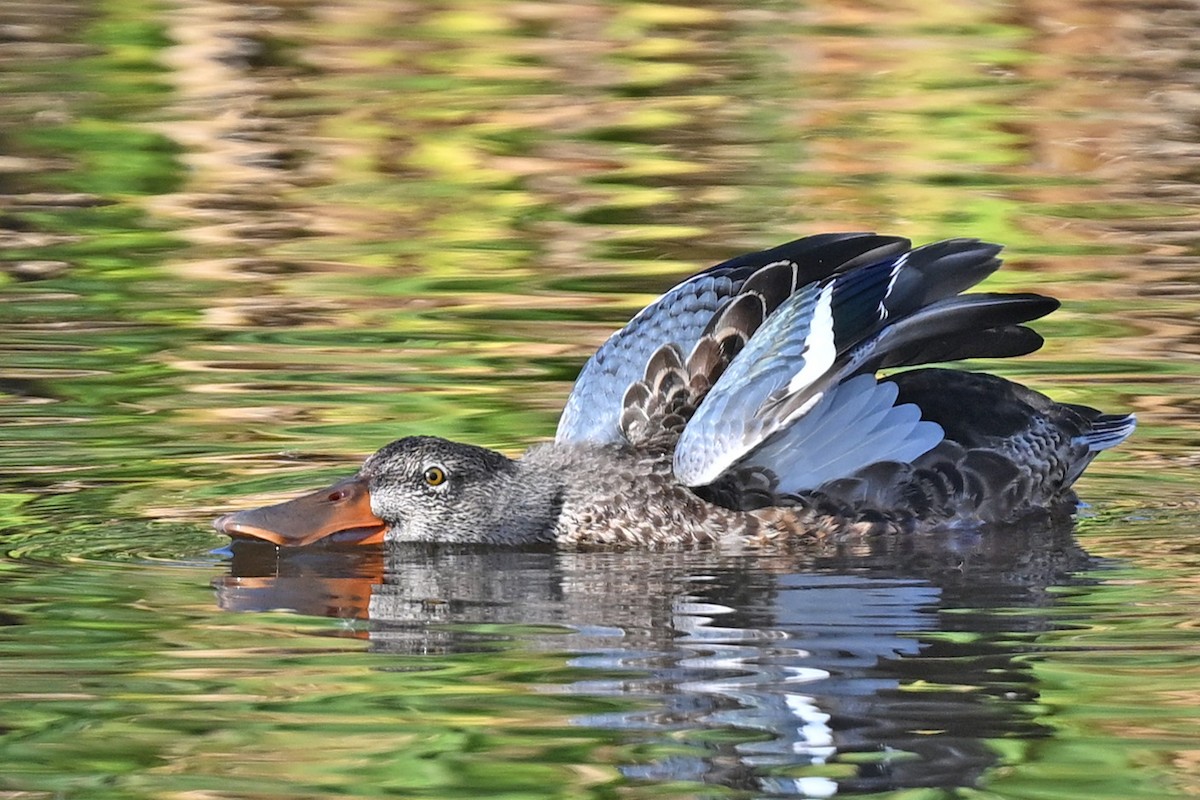 Northern Shoveler - ML624126230