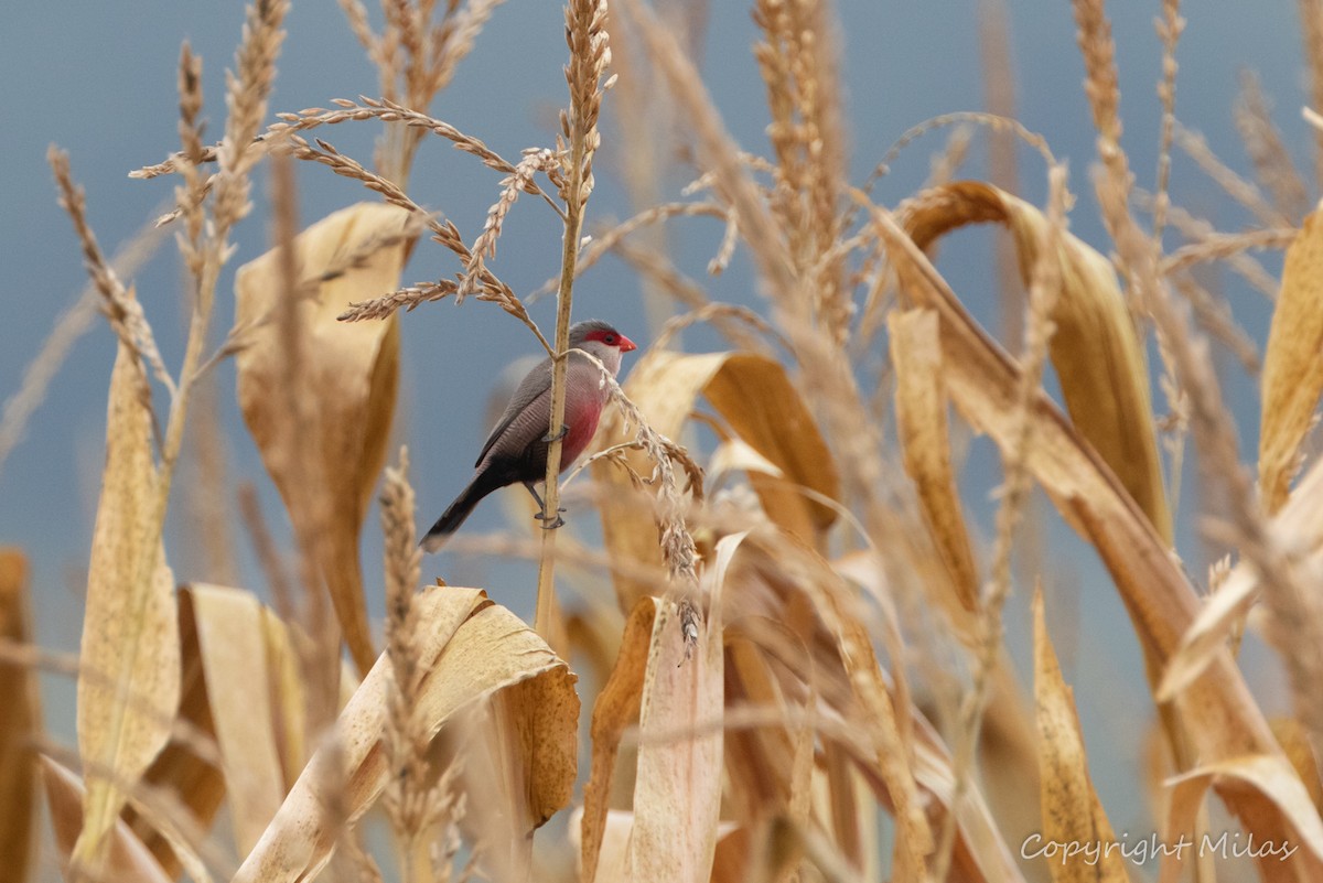 Common Waxbill - ML624126234