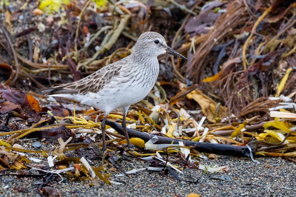 White-rumped Sandpiper - ML624126243