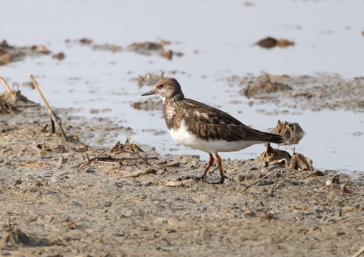 Ruddy Turnstone - ML624126257