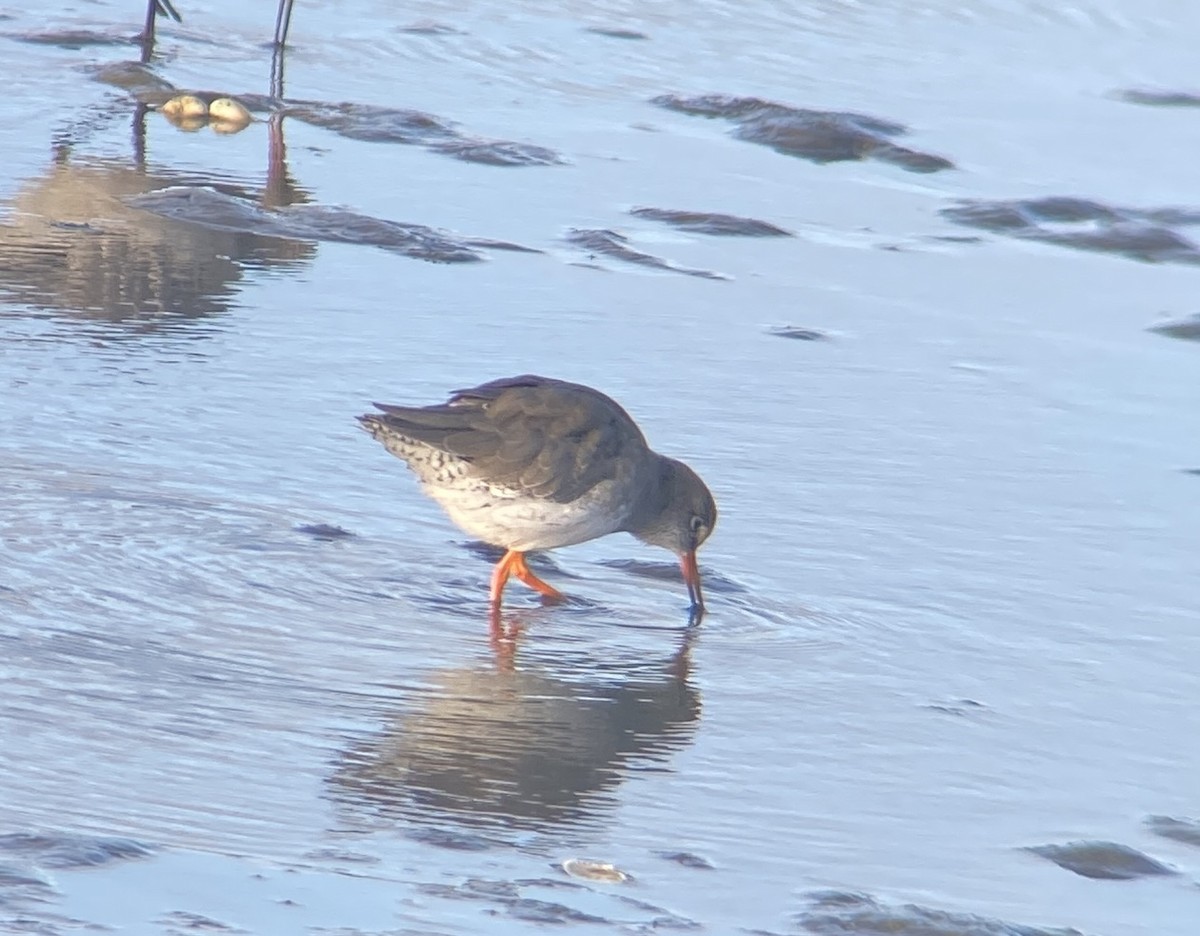 Common Redshank - ML624126265