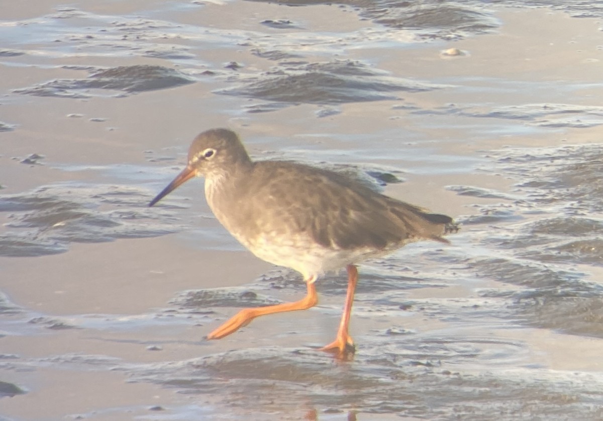 Common Redshank - ML624126266