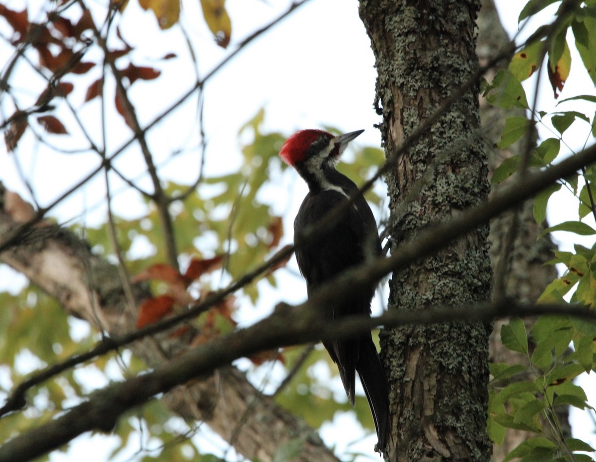 Pileated Woodpecker - MLV Ober