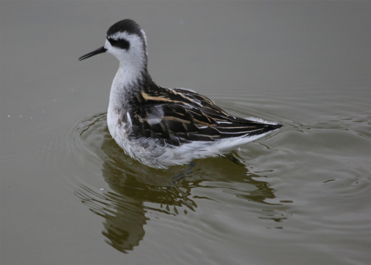 Red-necked Phalarope - ML624126338